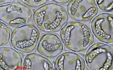 Cheilolejeunea trifaria (Reinw. et al.) Mizut. 闊葉唇鱗蘚