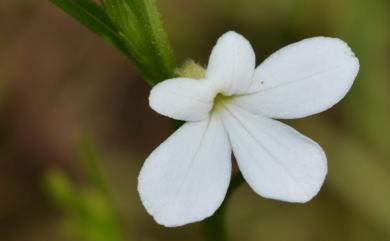 Striga masuria 高雄獨腳金