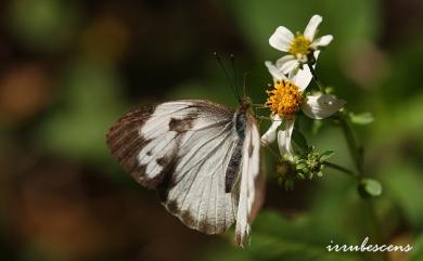 Ixias pyrene insignis Butler, 1879 異粉蝶