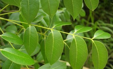 Swietenia mahagoni 桃花心木