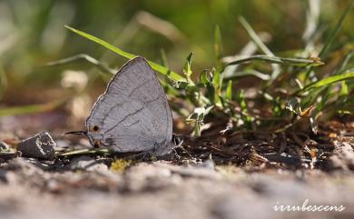 Teratozephyrus arisanus (Wileman, 1909) 阿里山鐵灰蝶