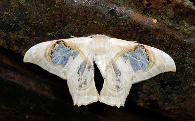 Macrauzata fenestraria insulata Inoue, 1988 臺灣窗翅鉤蛾