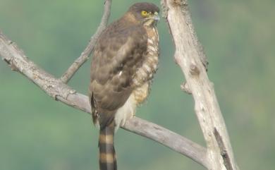 Accipiter trivirgatus formosae Mayr, 1949 鳳頭蒼鷹(台灣特有亞種)