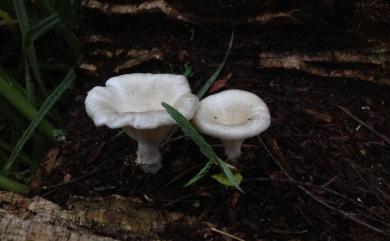 Lentinus 香菇屬