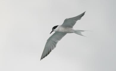 Sterna hirundo minussensis Sushkin, 1925 燕鷗(蒙古亞種)