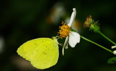 Eurema blanda arsakia (Fruhstorfer, 1910) 亮色黃蝶