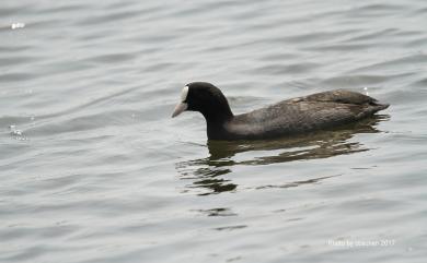 Fulica atra Linnaeus, 1758 白冠雞