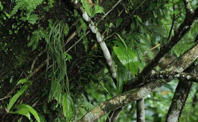 Phlegmariurus carinatus (Desv.) Ching 覆葉馬尾杉