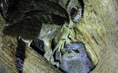 Otus lettia glabripes (Swinhoe, 1870) 領角鴞