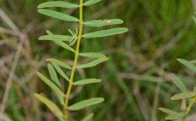 Euphorbia bifida Hook.& Arn. 華南大戟