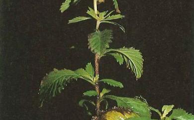 Centratherum punctatum subsp. fruticosum 菲律賓鈕扣花