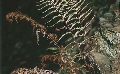 Pityrogramma calomelanos (L.) Link 粉葉蕨