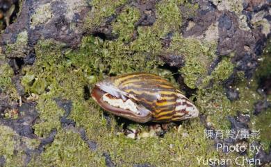 Strigatella paupercula (Linnaeus, 1758) 大焰筆螺