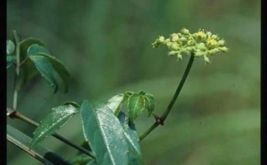 Cayratia japonica (Thunb.) Gagnep. 虎葛