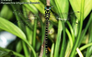 Planaeschna ishigakiana flavostria Yeh, 1996 石垣晏蜓