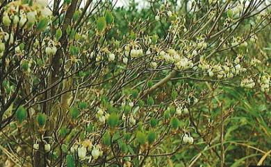 Enkianthus perulatus C.K. Schneid. 台灣吊鐘花