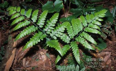 Diplazium dilatatum Blume 廣葉鋸齒雙蓋蕨