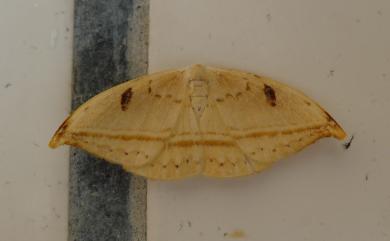 Callidrepana patrana (Moore, 1866) 五倍樹麗鉤蛾