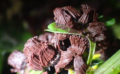 Stemonitis 髮網黏菌屬