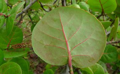 Coccoloba uvifera (L.) L. 海葡萄