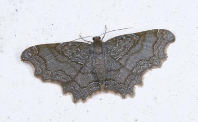 Hastina subfalcaria caeruleolineata Moore, 1888 黑歷尺蛾