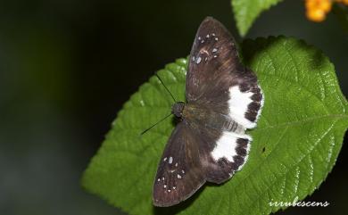 Tagiades trebellius martinus (Plötz, 1884) 熱帶白裙弄蝶