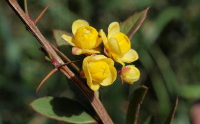 Berberis tarokoensis 太魯閣小檗