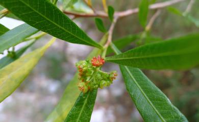 Dodonaea viscosa Jacq. 車桑子