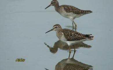 Tringa glareola Linnaeus, 1758 鷹斑鷸