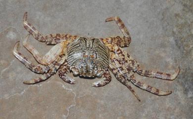 Grapsus albolineatus Lamarck, 1818 白紋方蟹