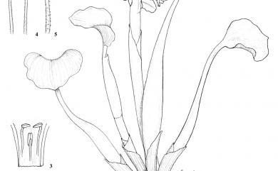 Eichhornia crassipes (Mart.) Solms 布袋蓮