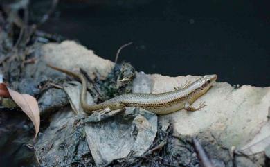 Eutropis multifasciata (Kunl, 1820) 多線真稜蜥