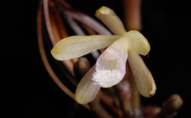 Lecanorchis trachycaula 糙莖皿蘭