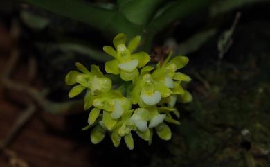 Pomatocalpa acuminata 黃繡球蘭