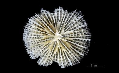 Fungiacyathus stephanus (Alcock, 1893) 斯氏蕈杯珊瑚