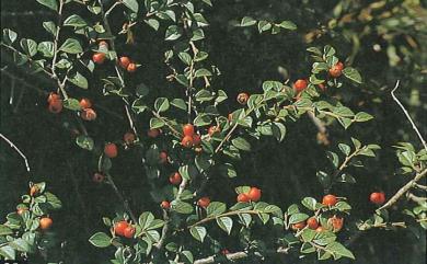 Cotoneaster konishii 臺灣舖地蜈蚣