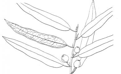 Ficus tannoensis Hayata 濱榕