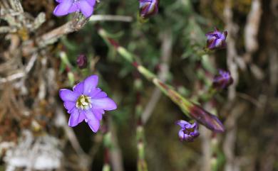 Gentiana arisanensis Hayata 阿里山龍膽