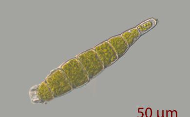 Calymperes tenerum C. Muell., 1872 細葉花葉苔