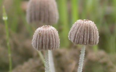 Coprinus patouillardii Quèl. 1884 帕氏鬼傘