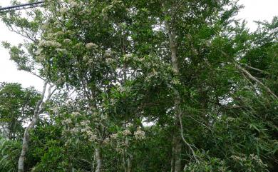 Ardisia sieboldii 樹杞