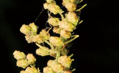 Artemisia annua 黃花蒿