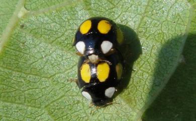 Oenopia formosana (Miyatake, 1965) 臺灣巧瓢蟲