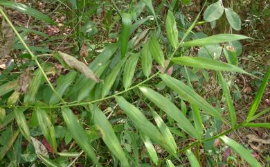 Flagellaria indica 印度鞭藤