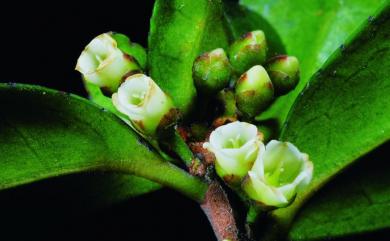 Eurya emarginata 凹葉柃木