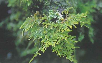 Thuidium glaucinum (Mitt.) Bosch & Lac., 1865 灰羽苔