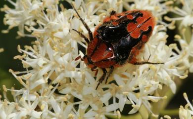 Coilodera formosana (Moser, 1910) 臺灣瘦花金龜