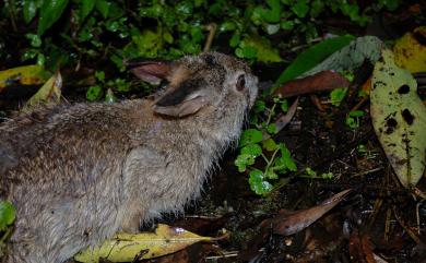 Lepus sinensis formosus Thomas, 1908 臺灣野兔