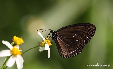 Euploea tulliolus koxinga Fruhstorfer, 1908 小紫斑蝶