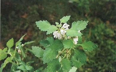 Lamium tuberiferum 塊莖小野芝麻